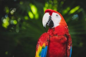 parrot animals