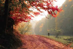 landscape autumn forest